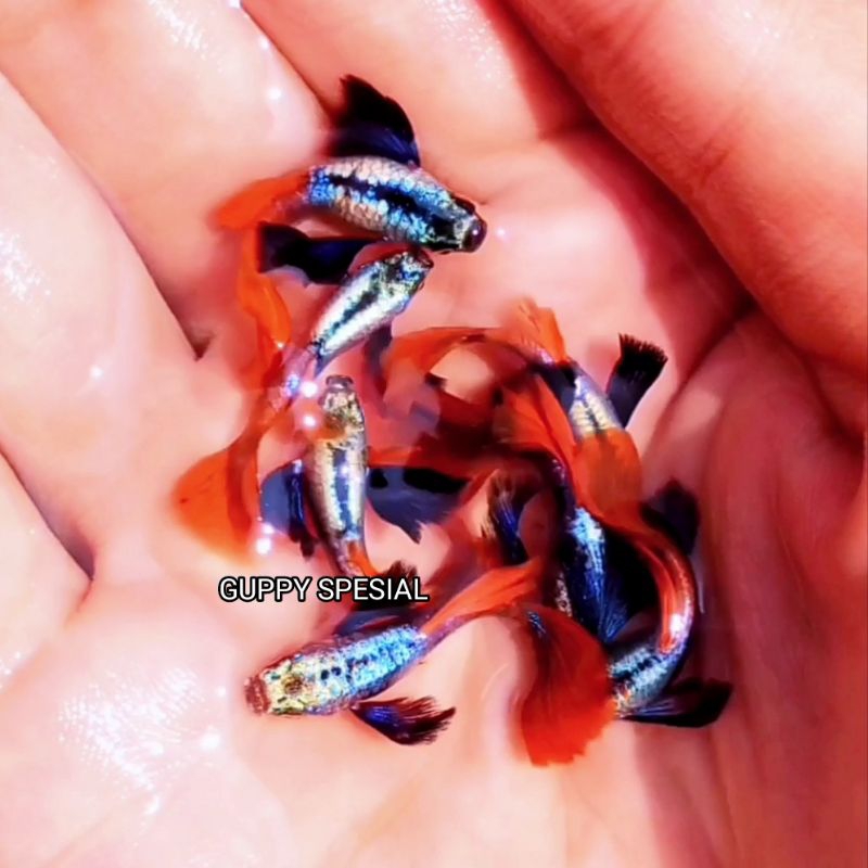 Ikan Guppy Dumbo Ear