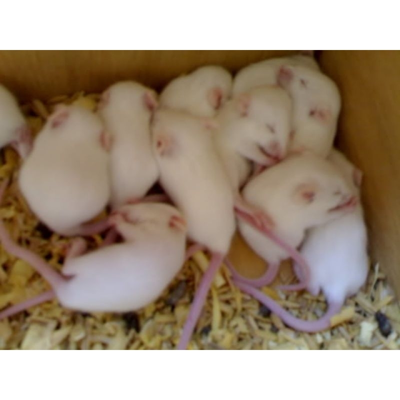 Sepasang tikus putih mencit 1 jantan 1 betina size small-medium.