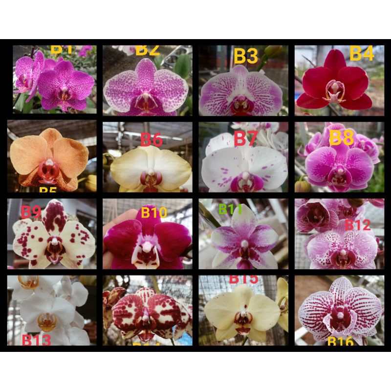 Remaja Anggrek Bulan Phalaenopsis Hybrid Warna Koleksi Bibit Bunga Tanaman Hias