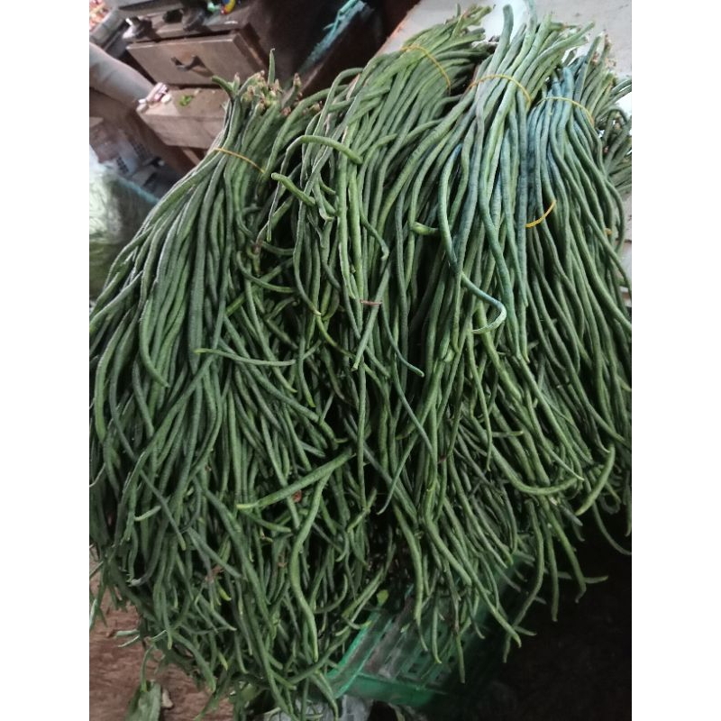 

kacang panjang
