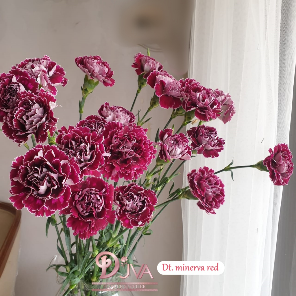 Bunga Potong Dyantus Import Motif  Fresh Flower Dekorasi Bunga Hias
