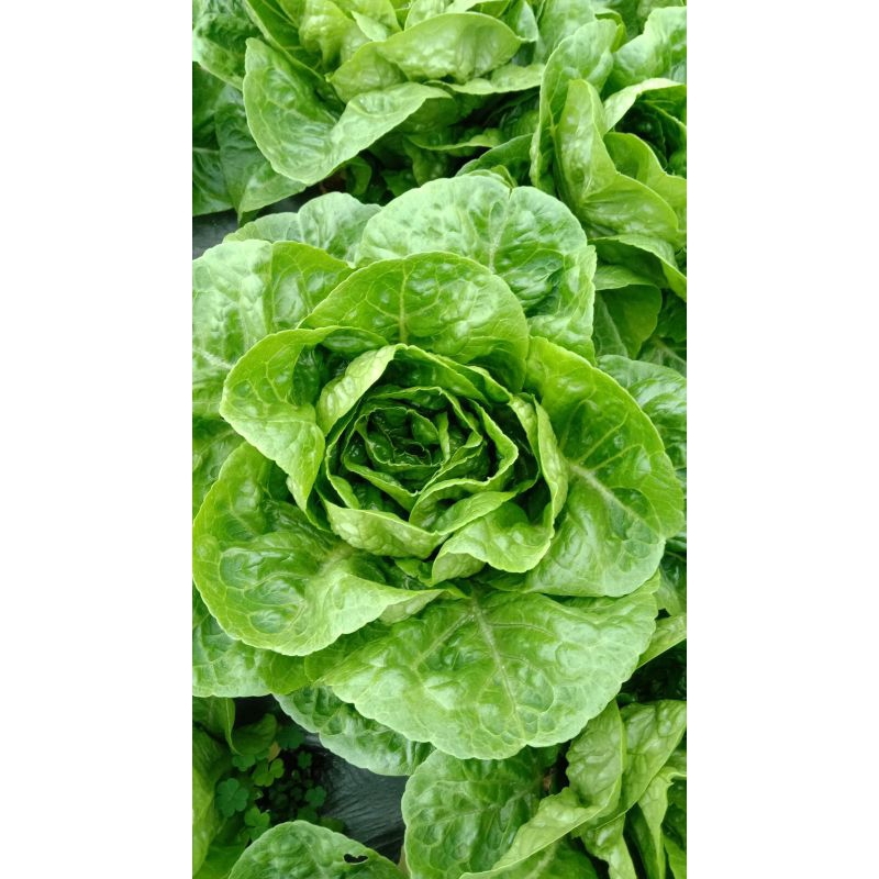 

romaine/selada roman kemasan 500gram