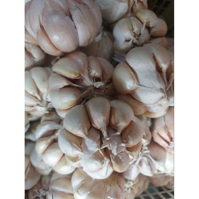 

BAWANG PUTIH BANCI 1KG