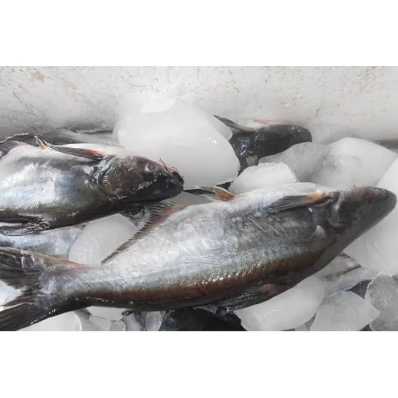 

ikan patin segar (sdh bersih)