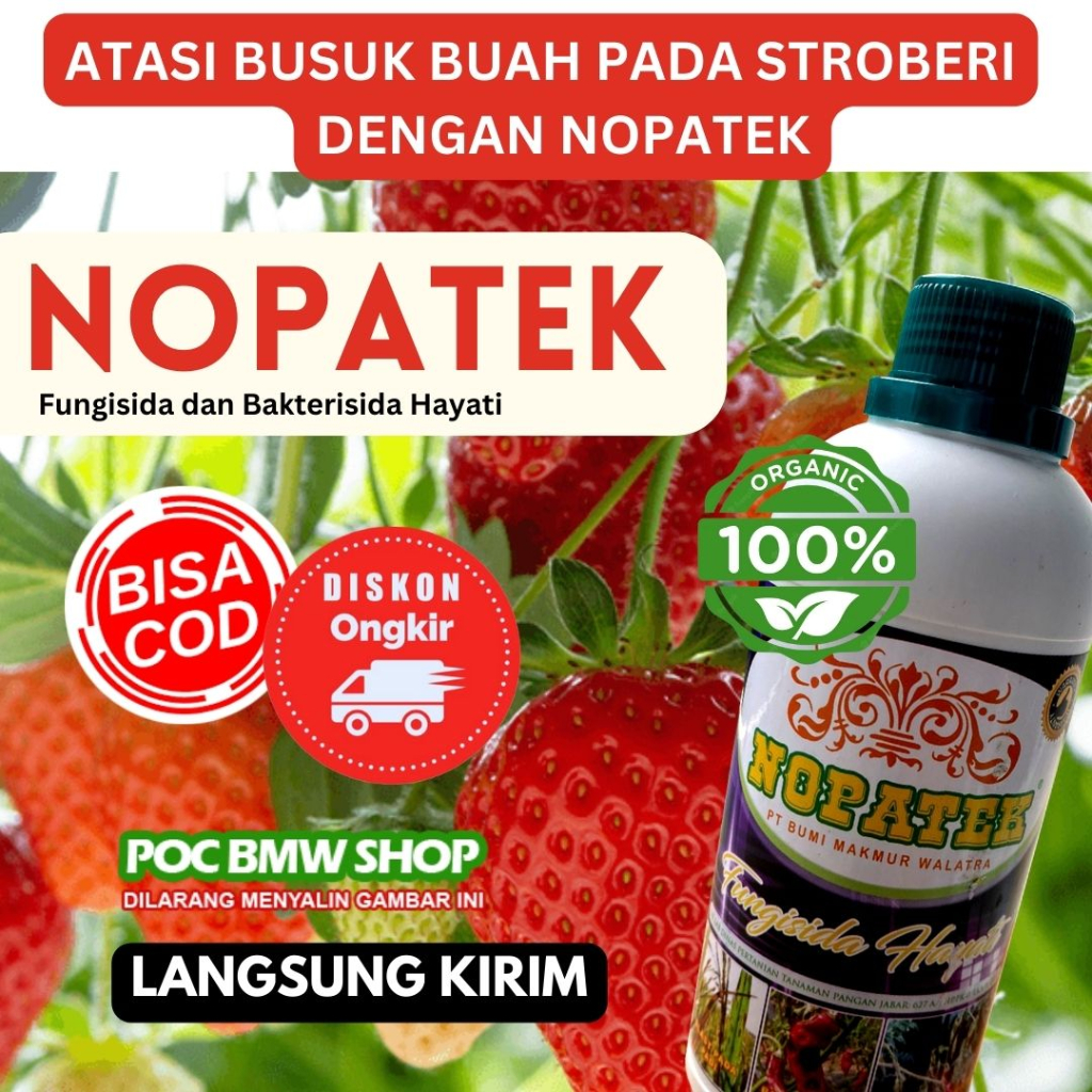 FUNGISIDA NOPATEK ATASI BUSUK BUAH PADA STROBERI, Bawang Daun, Kacang Panjang, Pepaya Dan Tanaman La