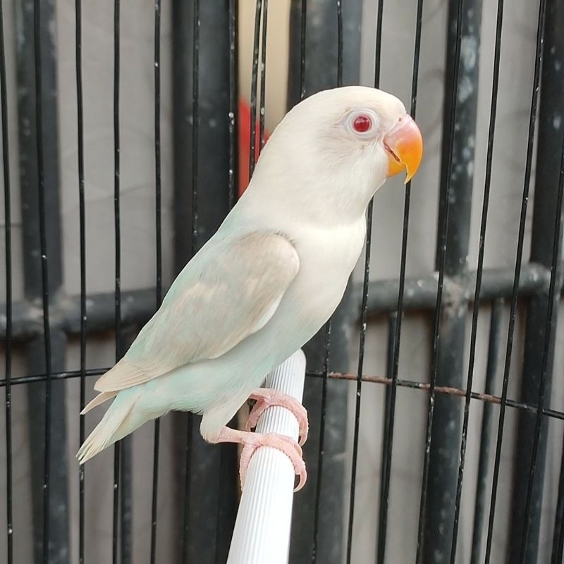 biola pf blue balibu