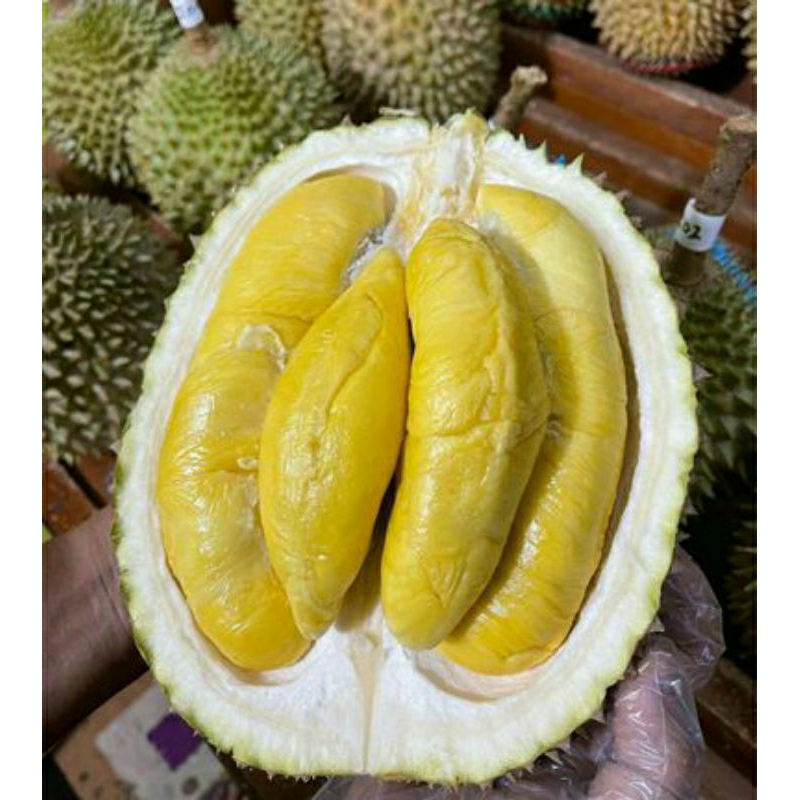 bibit durian musangking kaki 3 super cepat bawa bunga buah