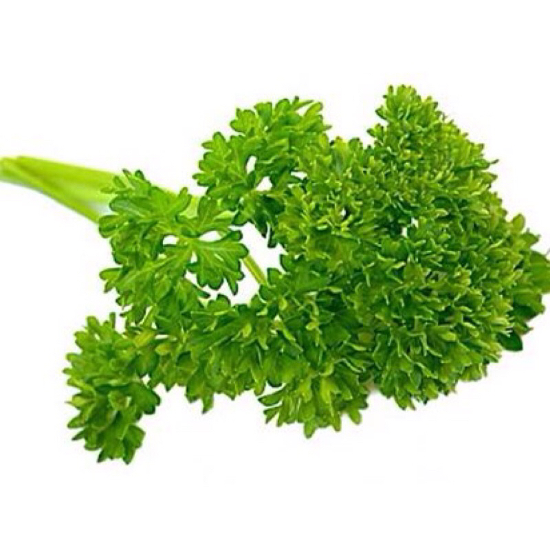 

DAUN PARSLEY IKAT 100gram