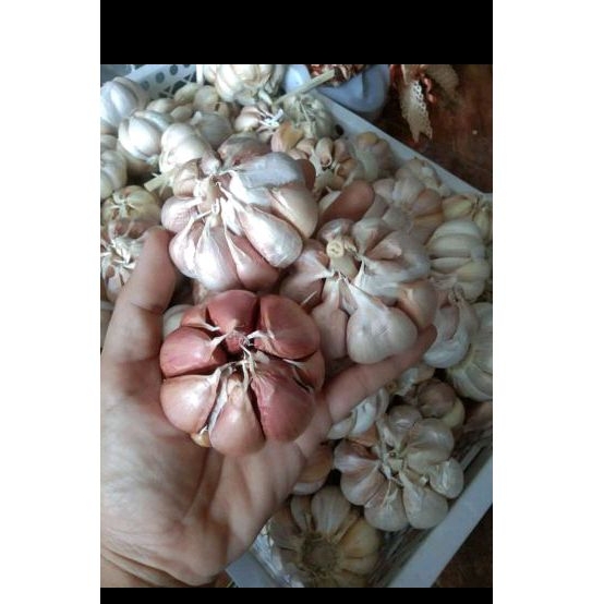

bawang putih seprapat