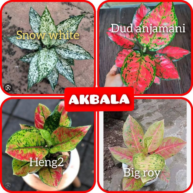 BUNGA AGLONEMA 4 JENIS TERLARIS