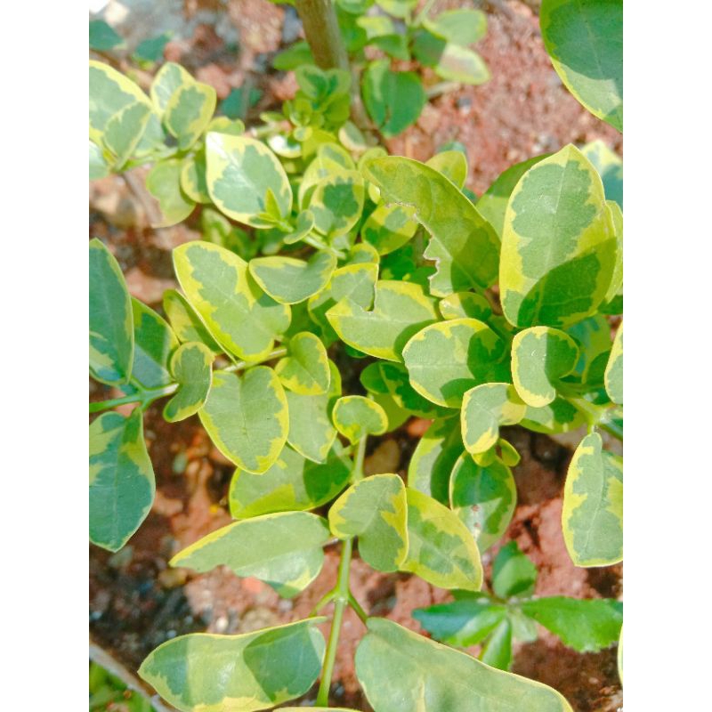 bahan bonsai sancang hidup #bibit sancang