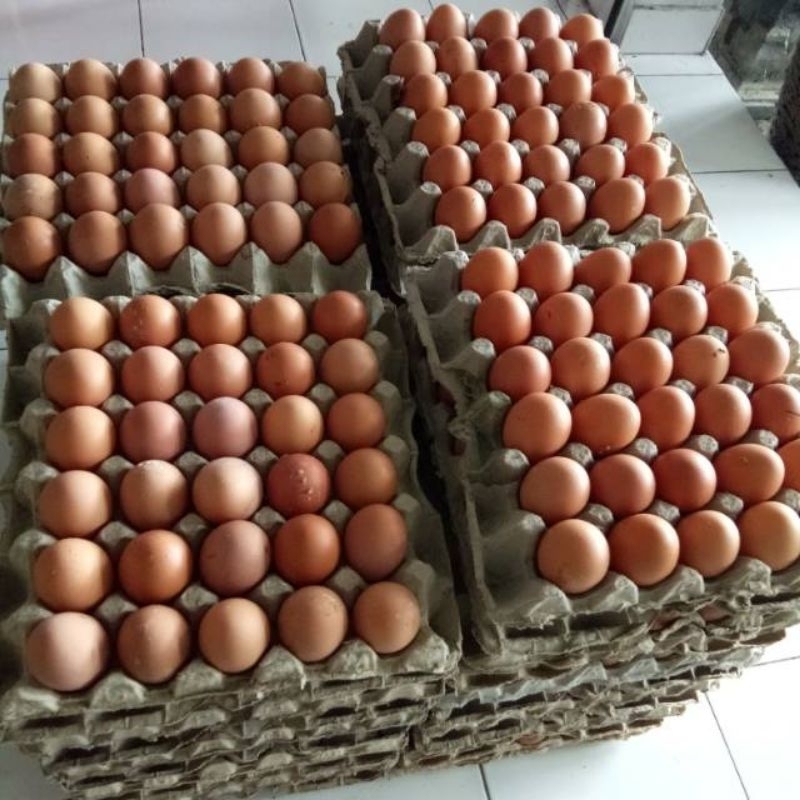 

TELUR AYAM NEGERI FRESH