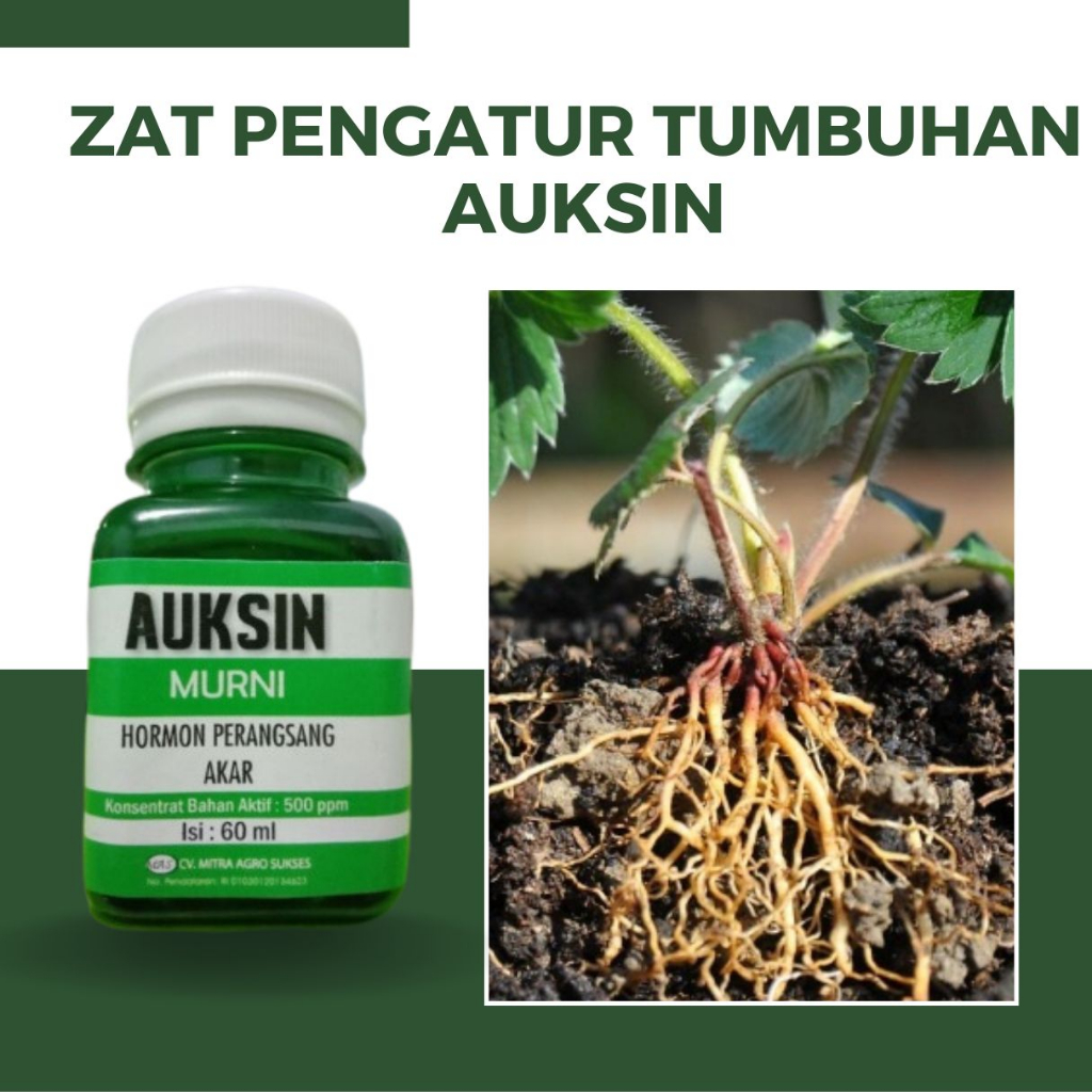 Auksin murni asli hormon perangsang akar Hormon Tanaman zpt Murni Auksin Original Auxsin 60 Ml  auks