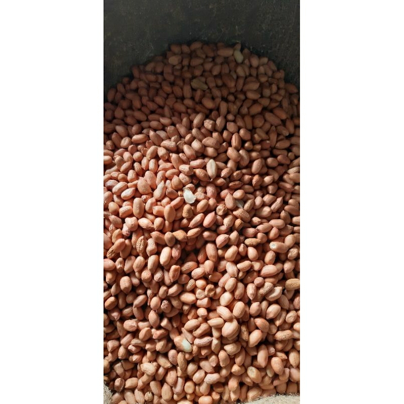 

Kacang Tanah 7 ml ( Repack 1 kg)