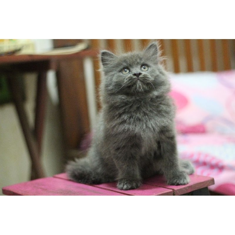 kitten Persia abu solid betina 2,5 bulan