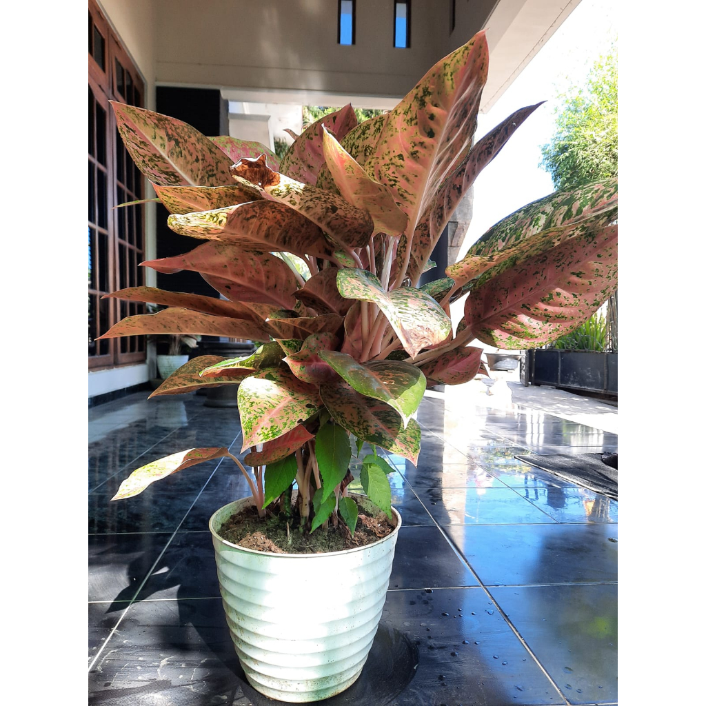 aglonema big roy/ aglonema rimbun murah/ tanaman hias