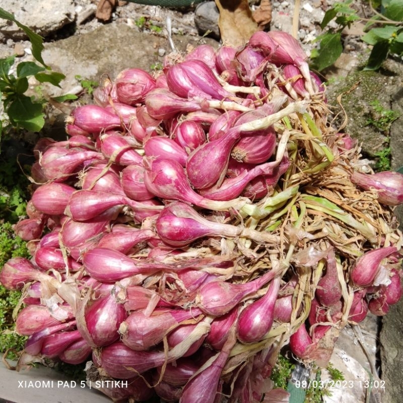 

bawang merah 1 kg cap poypor pendek