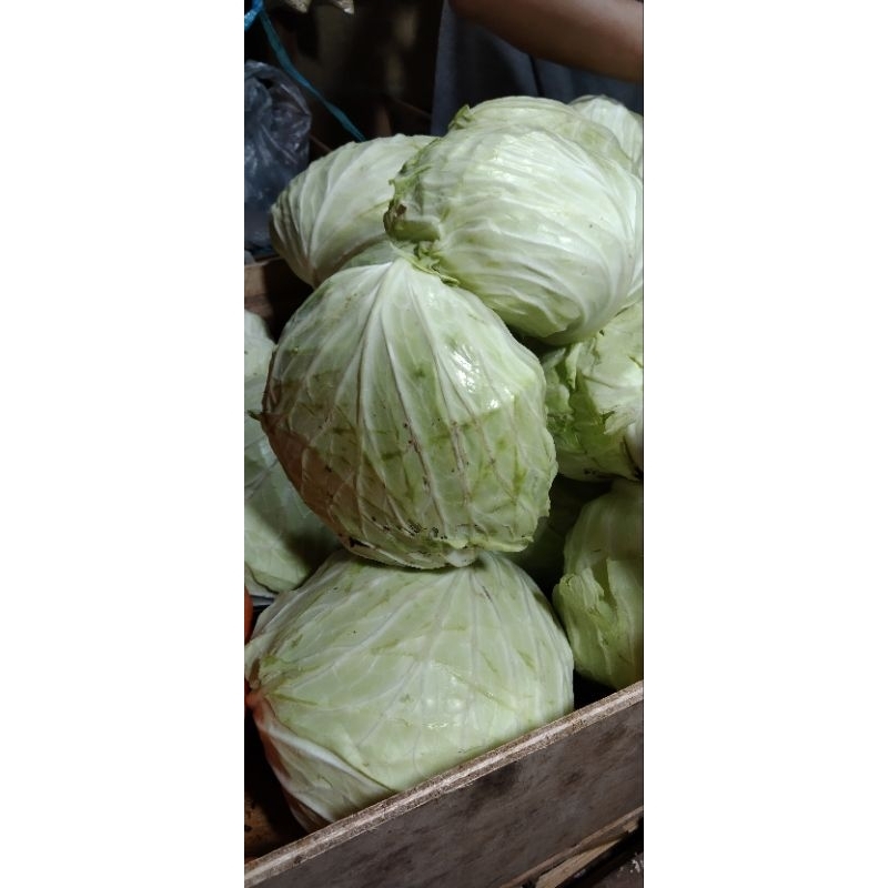 

kubis 1 pcs( 1 kg -1.5 kg)