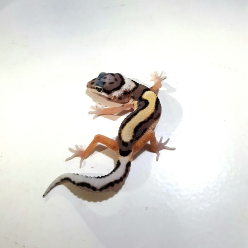 Eublepharis Macularius Morph | Gecko Leopard - 0134