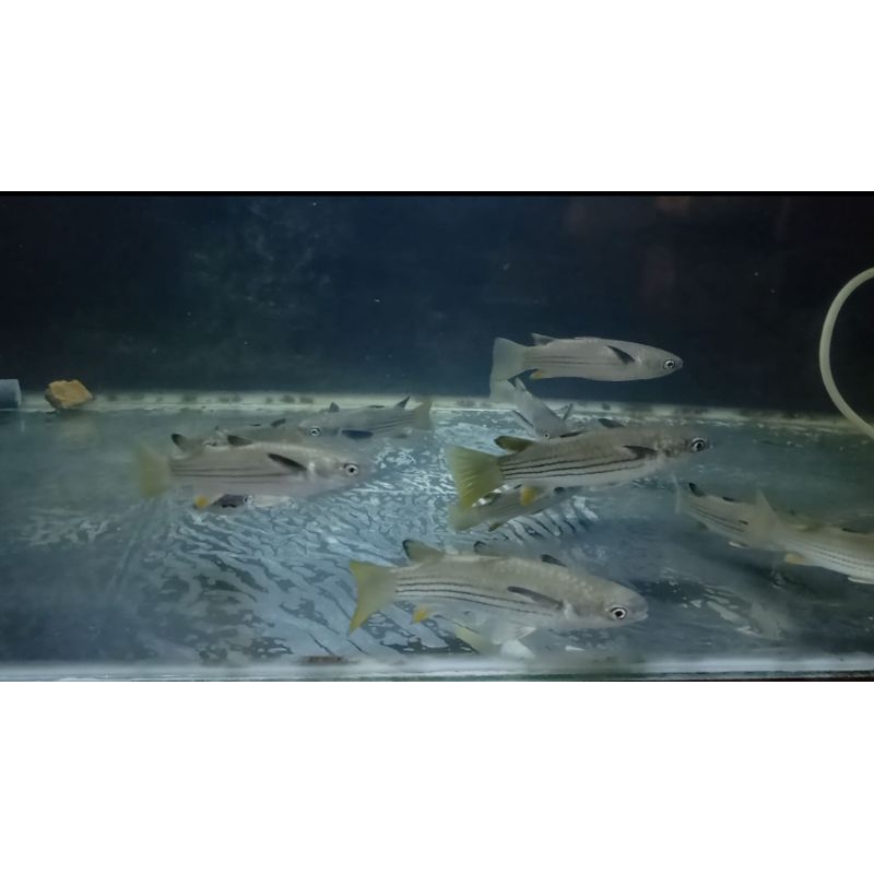 Squaretail Mullet/Belanak ekor kuning air tawar