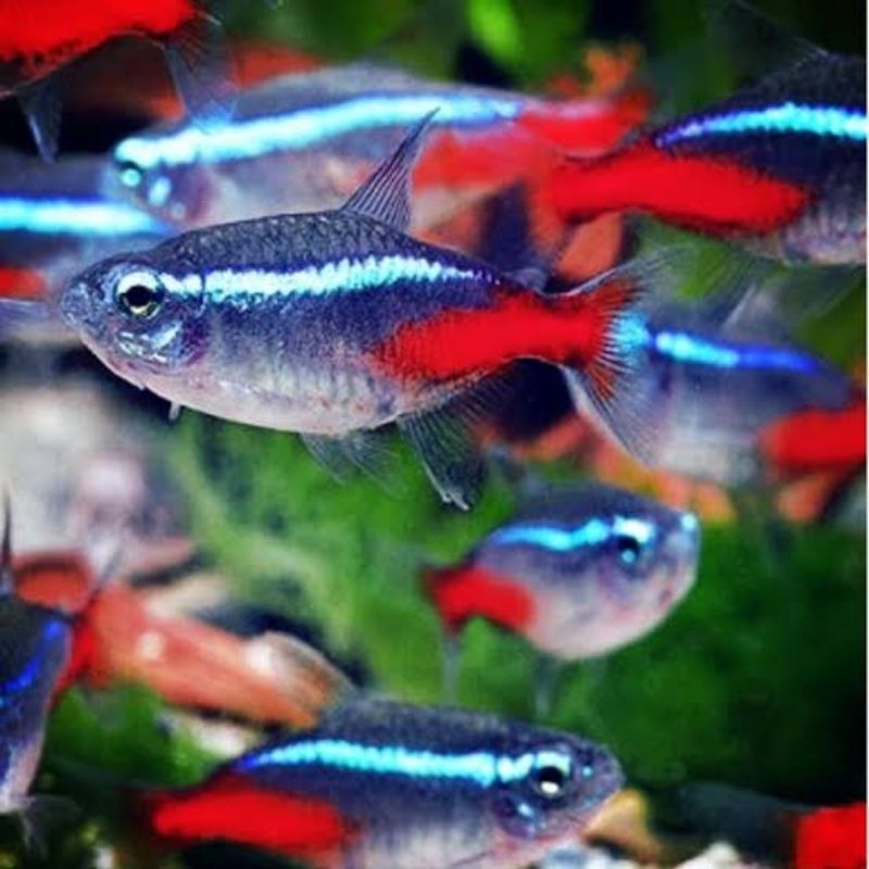ikan hias cardinal tetra