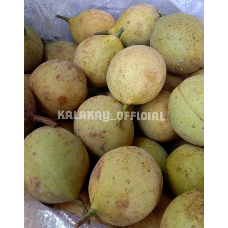 

Buah Pala Segar Belum Dikupas Per 1 biji