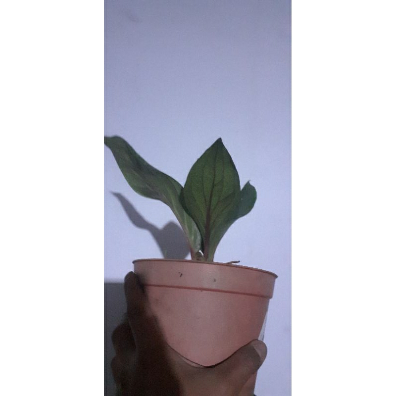 Anthurium jemani cobra hitam
