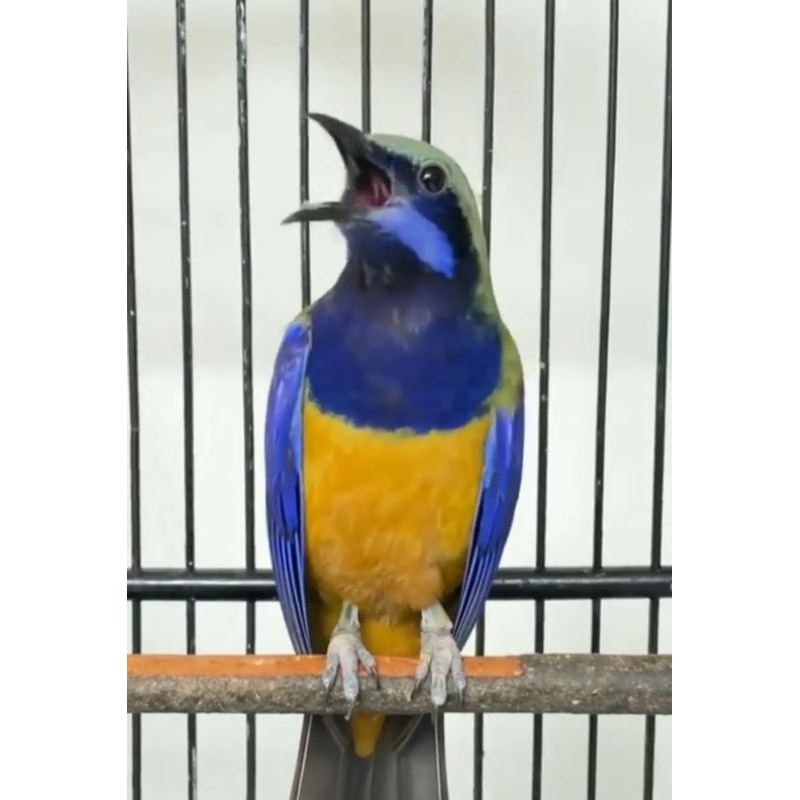 Cucak Cungko Cungkok Jantan dan Betina rajin bunyi