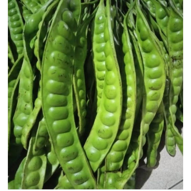 

RB Pete 3 lonjor/ papan