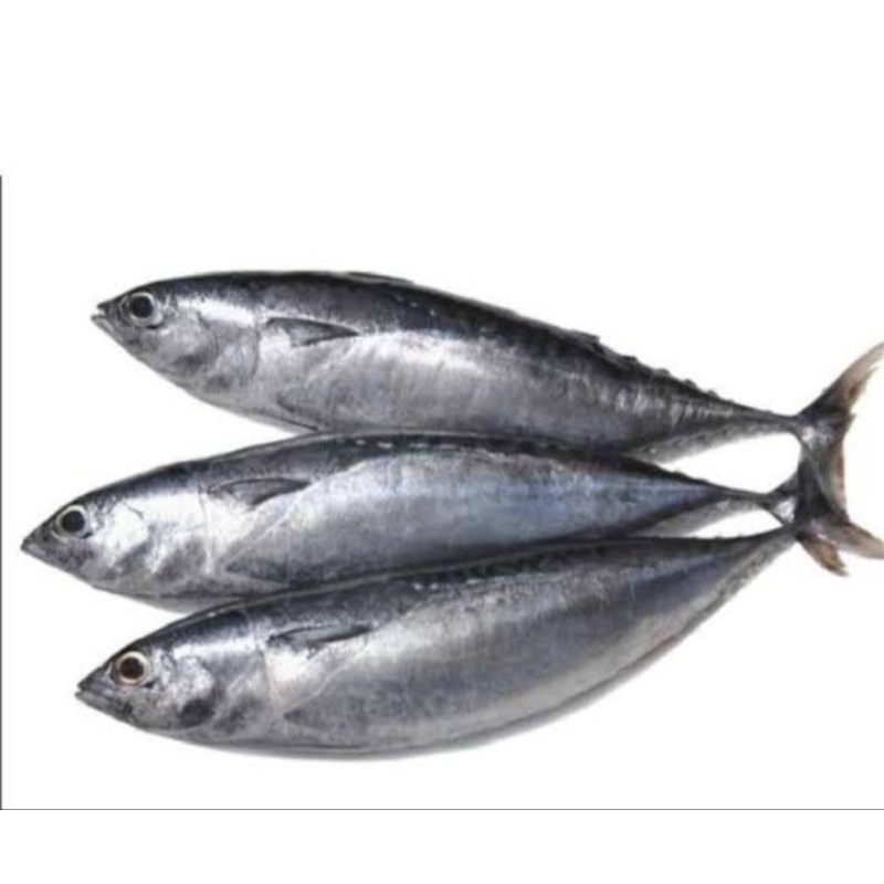 

ikan tongkol 1 ekor berat 700grm-800grm