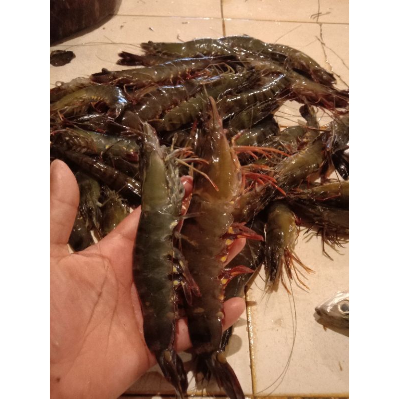 

udang fancet segar