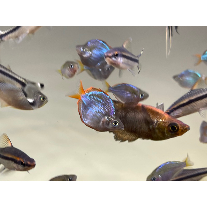 

Rainbow Preacock Balon