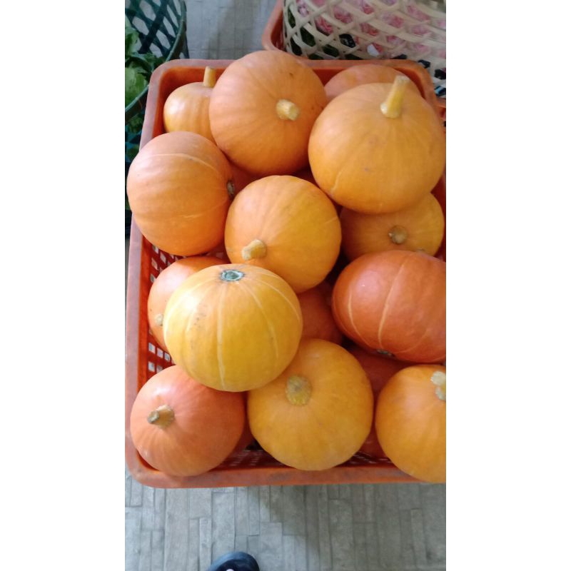 

pampkin/kaboca orange per buah 800g-1kg