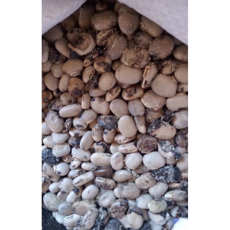 

benguk mentah Wonogiri 500 gram