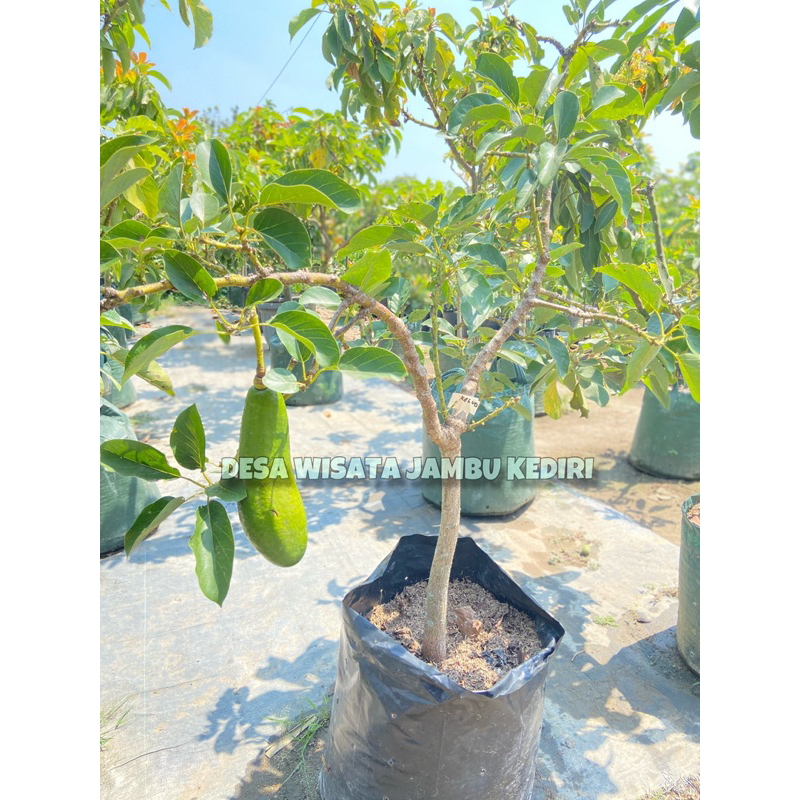 Bibit Alpukat Desa Wisata Jambu Kediri Berkualitas Tbk