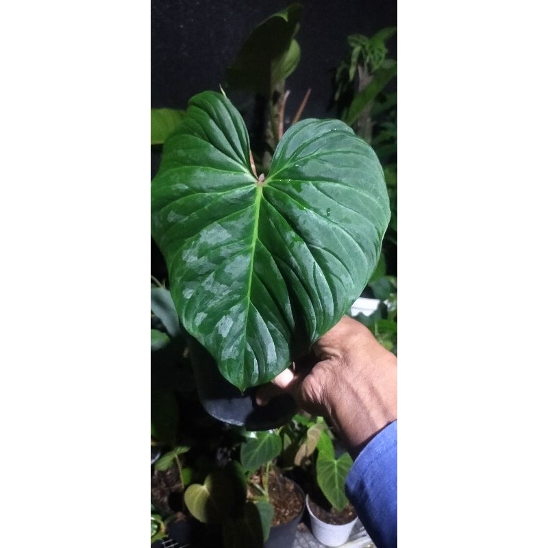 philodendron majestic