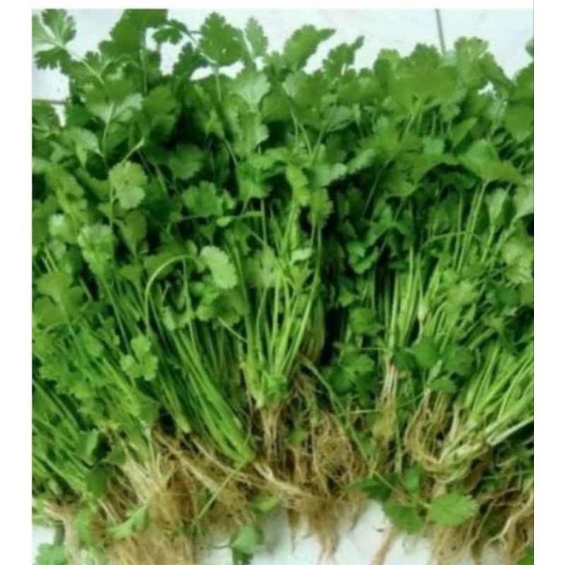 

daun ketumbar 250grm