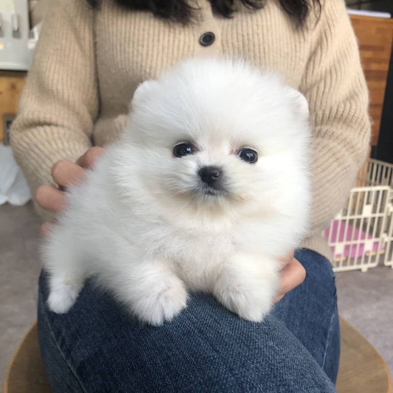 lepas adopsi anakan anjing super mini pom