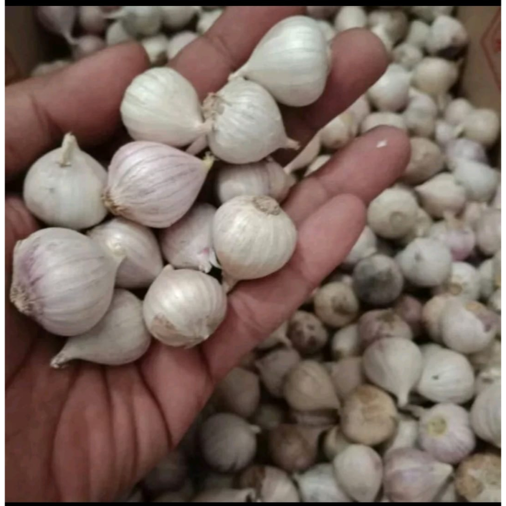 

Bawang Putih Tunggal Lanang Import Super 300G Berkualitas