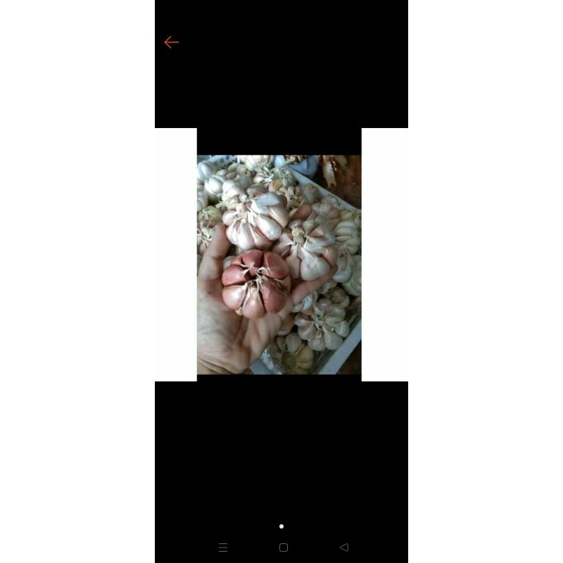 

bawang putih super 1 kg