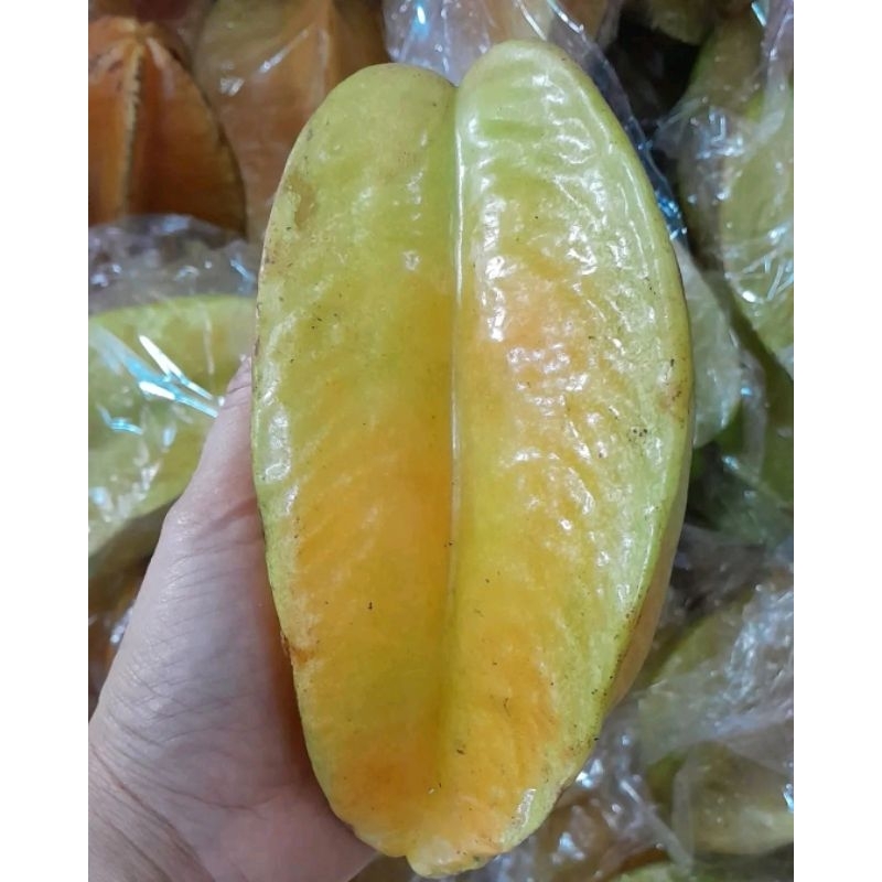 

Belimbing Madu Blitar