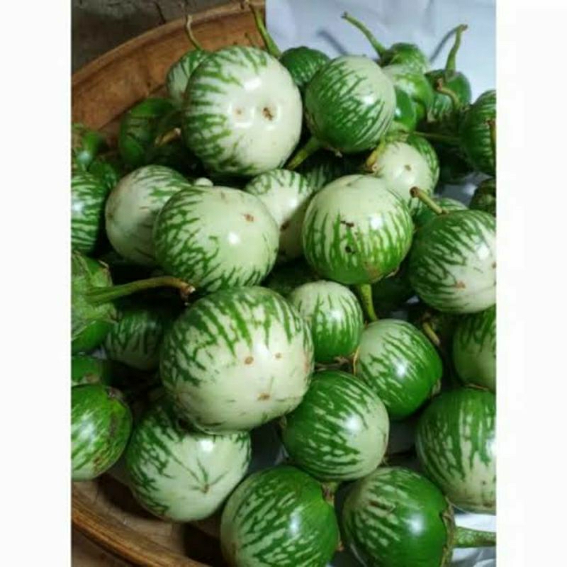 

Sayur terong lalap | Terong bulat