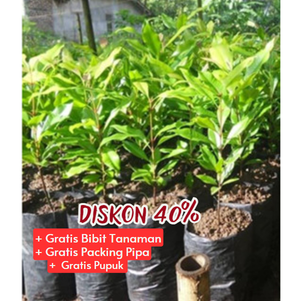 Bibit Pohon Cengkeh Zanzibar Super Unggul