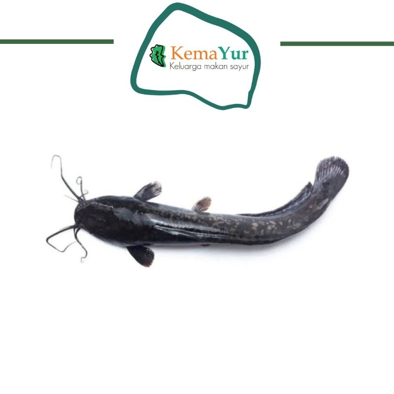 

IKAN LELE FRESH 500 GR - 1KG SURABAYA