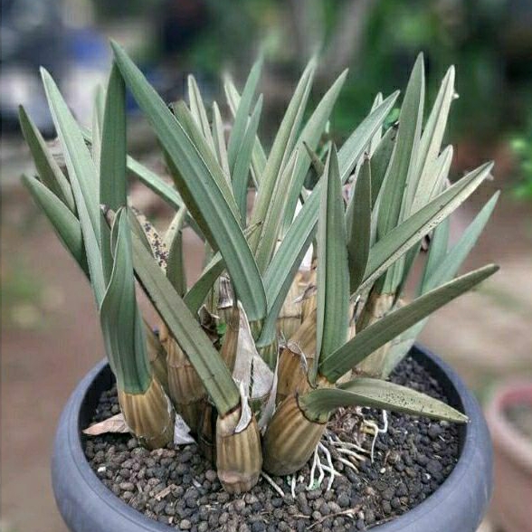 Anggrek gurun Eulophia pettersi