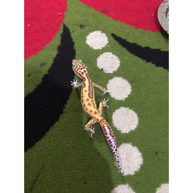 Gecko leopard bell stripe ovulasi
