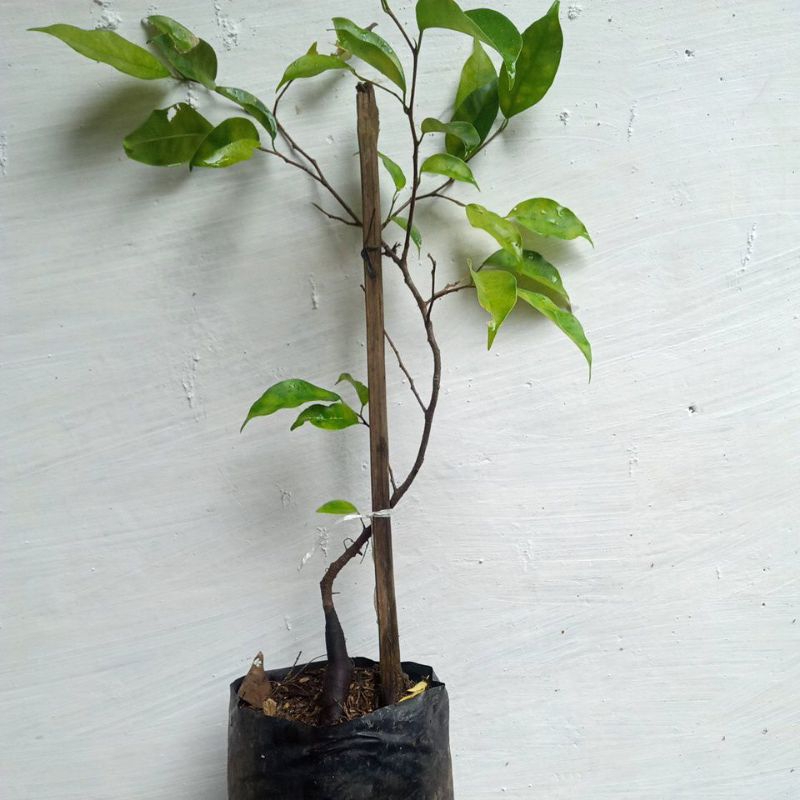bibit bonsai benjamin ginseng