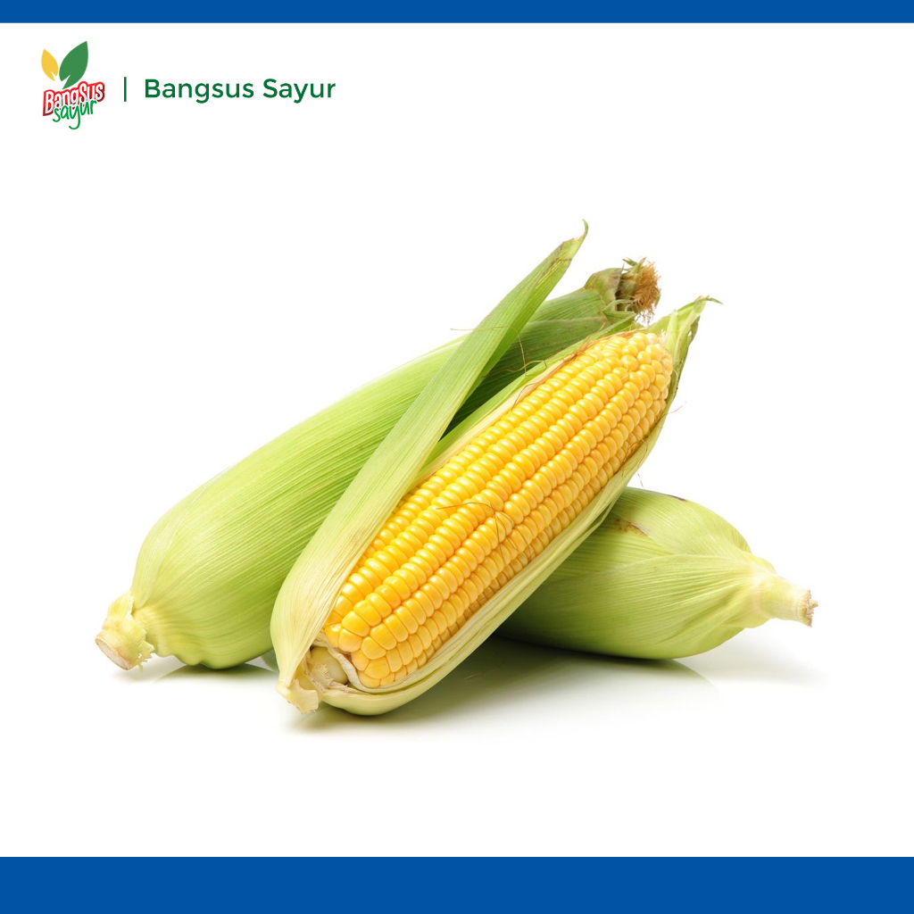 

Jagung Manis 1Kg Segar Murah