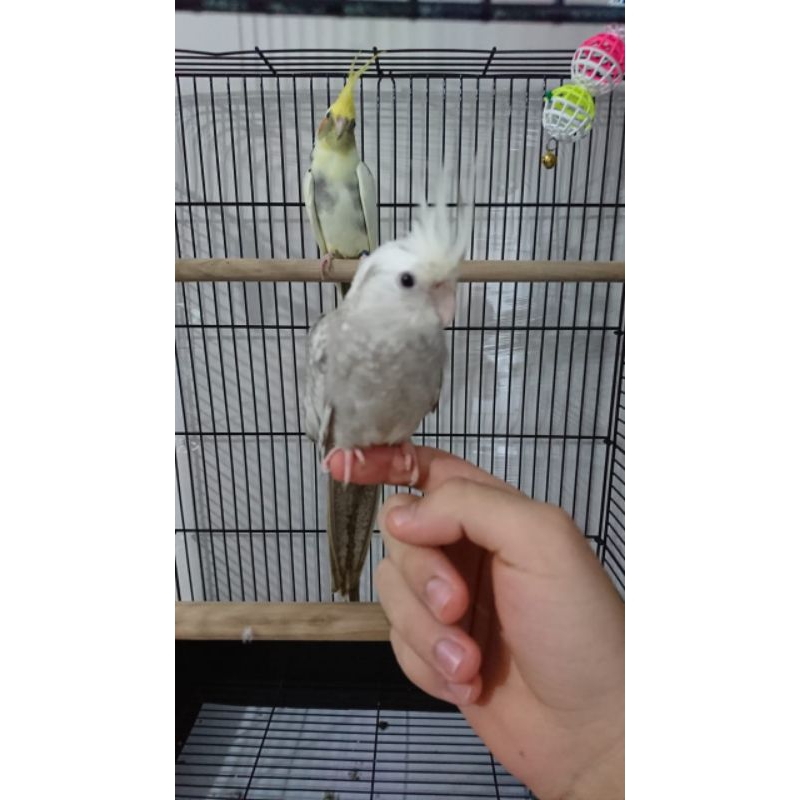 Burung Falk Cockatiel White Face Parkit Australia