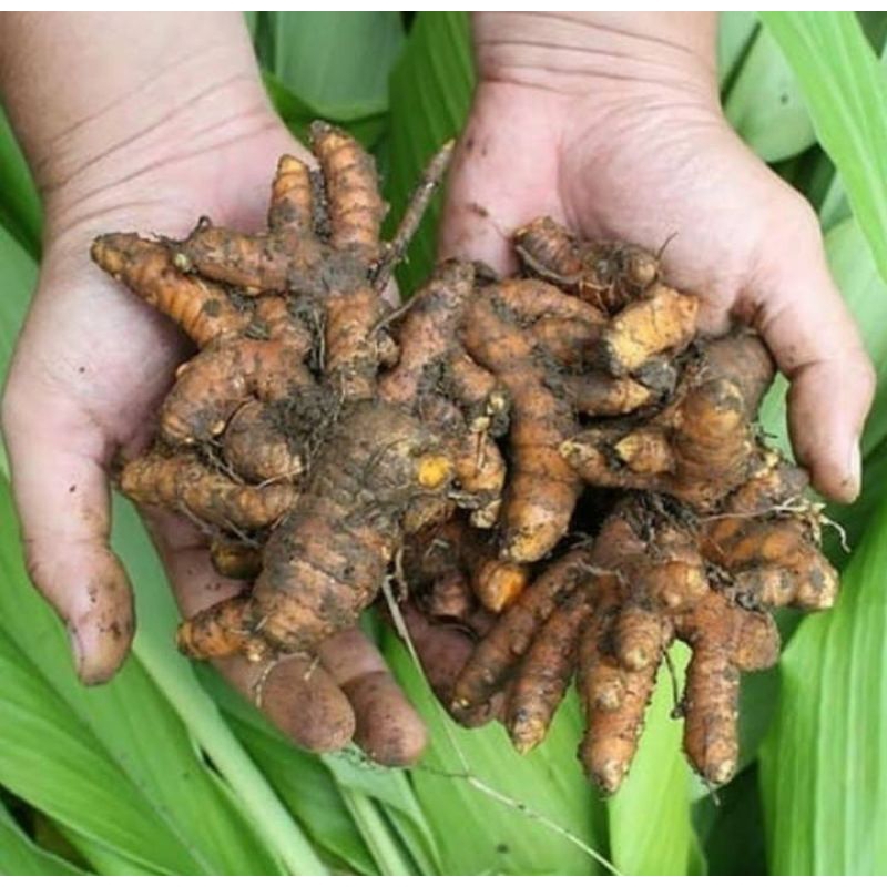 

kunyit kuning, kunir, bumbu dapur, rempah-rempah, ramuan herbal 100g